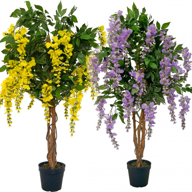 bonsai bestellen online Bonsai Ficus S-Form kaufen | Bonsai Ficus