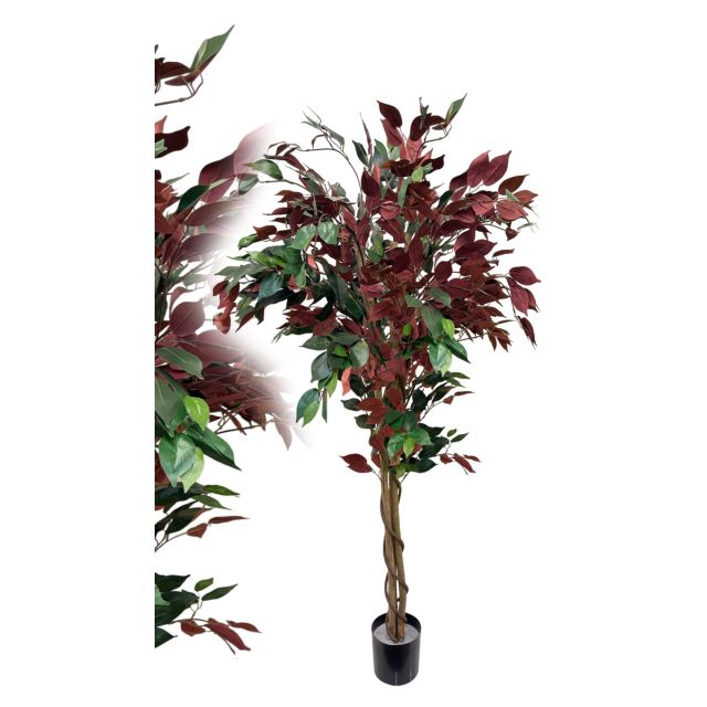 Ficus Elastica 160 cm