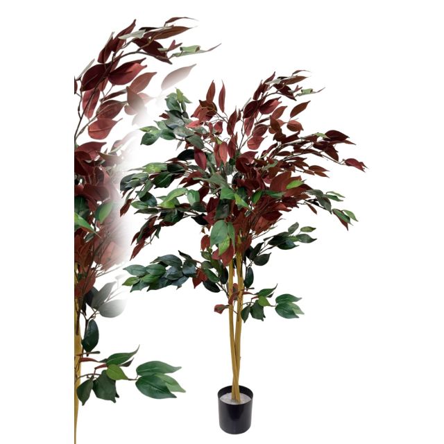 Ficus Elastica 120 cm