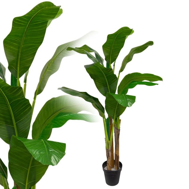 Bananenpalme 180 cm