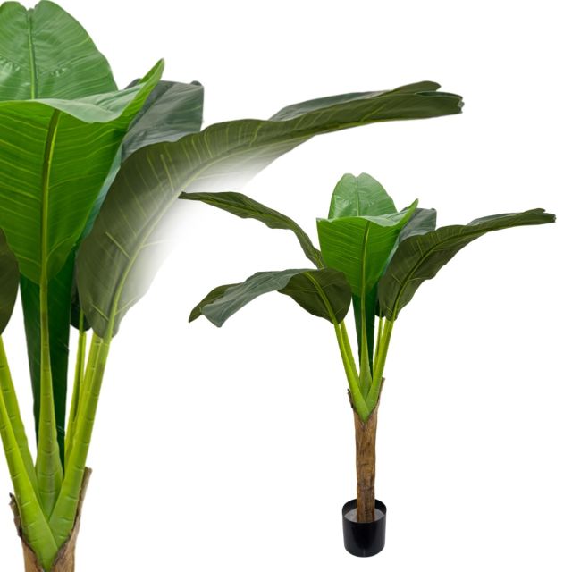 Bananenpalme 130 cm