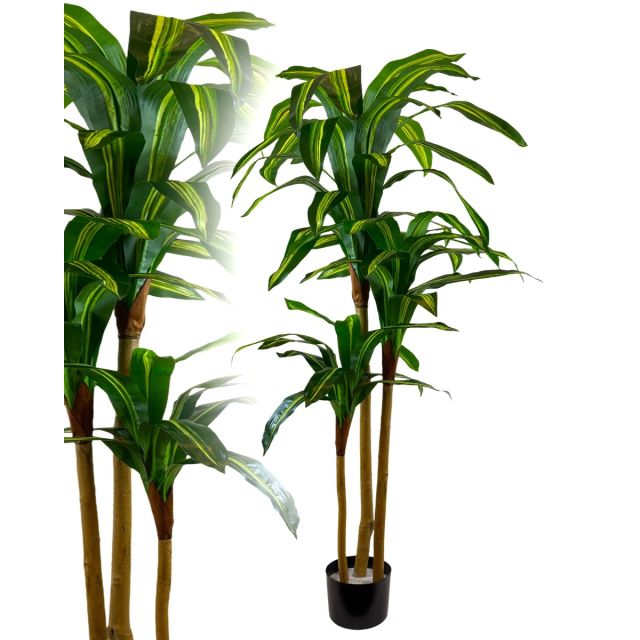 Dracaena / Drachenbaum 180 cm