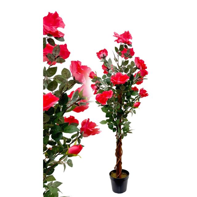 Rosenbaum Hellrot 120 cm