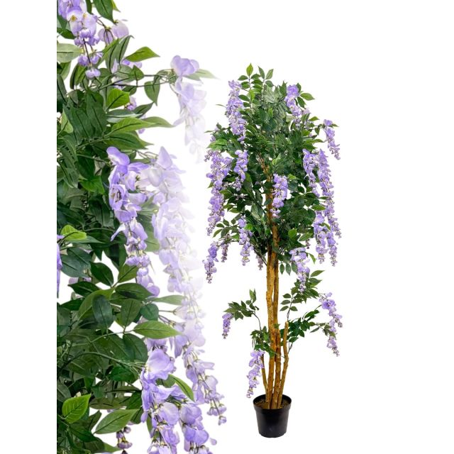 Blauregen-Wisteria 180 cm