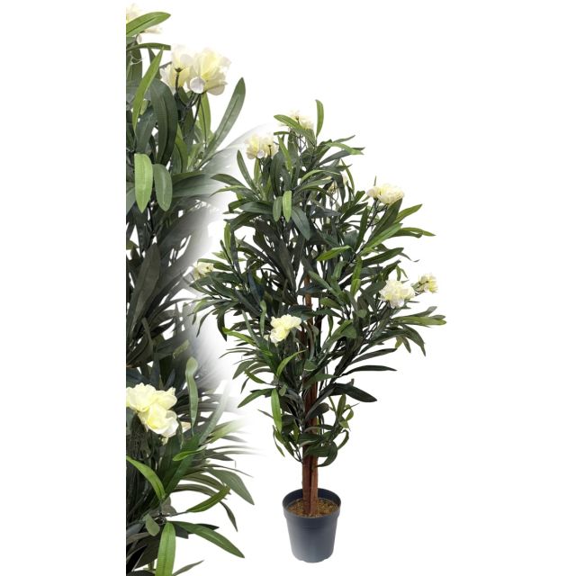 Oleander creme 120 cm