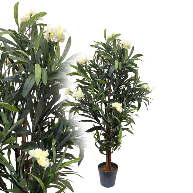Oleander creme 120 cm