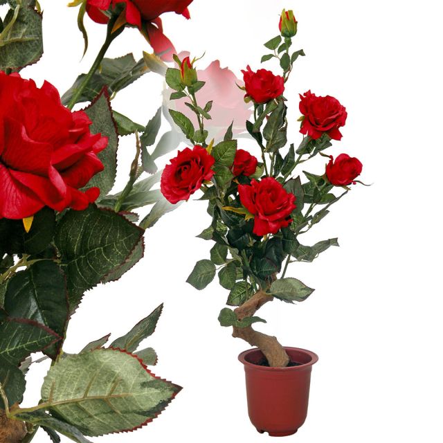 Rosenpflanze 60 cm rot
