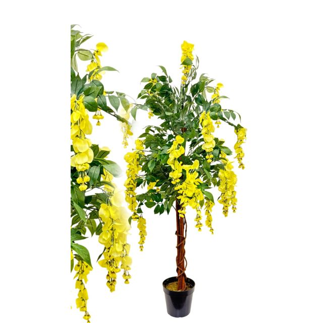 Goldregen Wisteria 120 cm