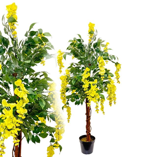 Goldregen Wisteria 120 cm