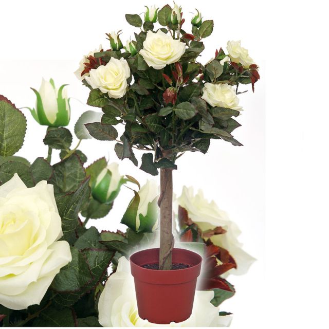 Rosenpflanze 60 cm weiß