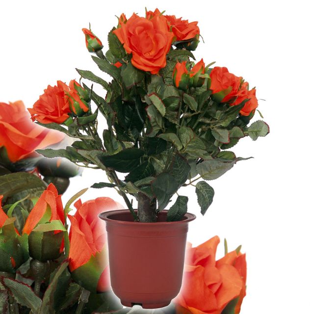 Rosenpflanze orange 40 cm