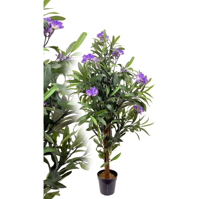 Oleander lila 120 cm