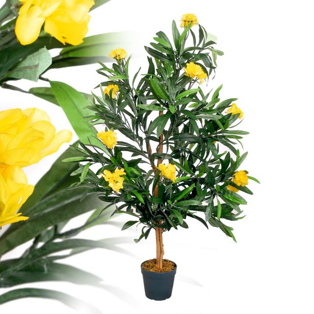 Oleander gelb 120 cm