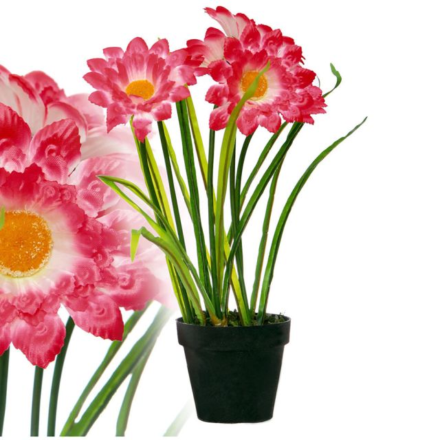Chrysantheme 40 cm rosa/weiss