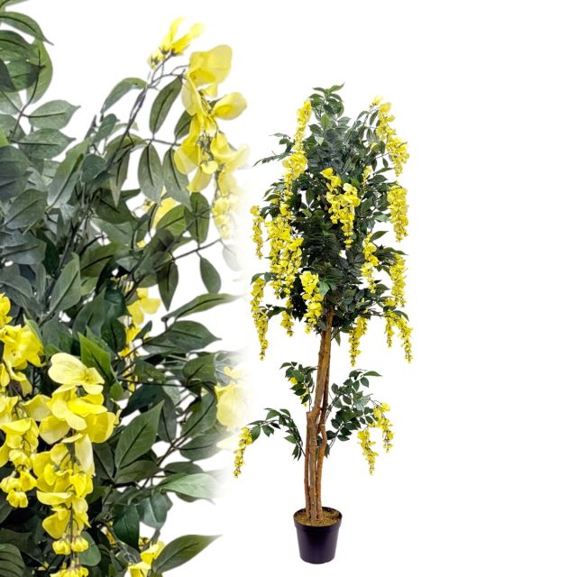 Goldregen Wisteria 180 cm