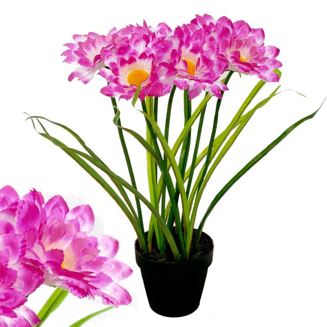 Chrysantheme lila/weiss 40 cm