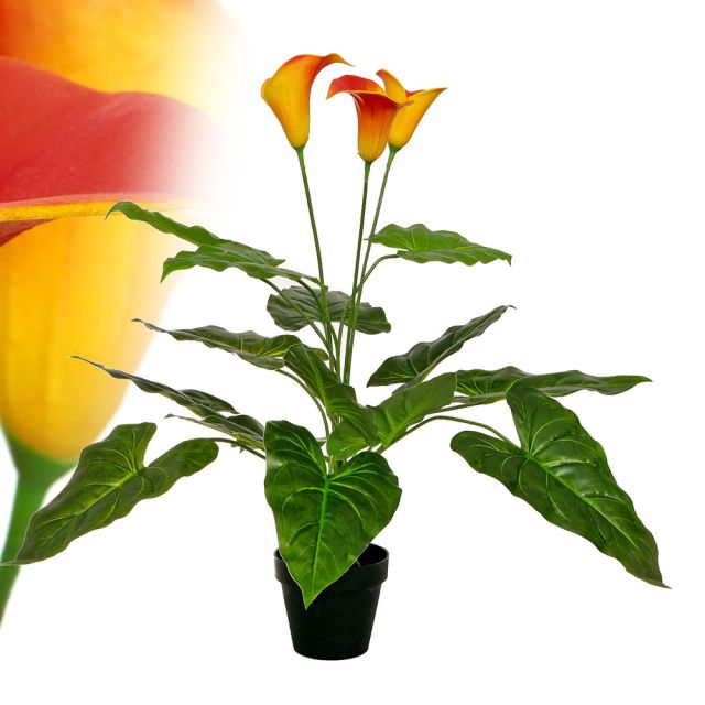 Calla Lily gelb/orange 65 cm