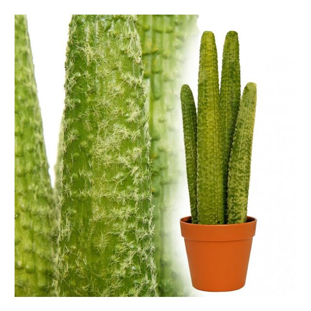 Kaktus 50 cm