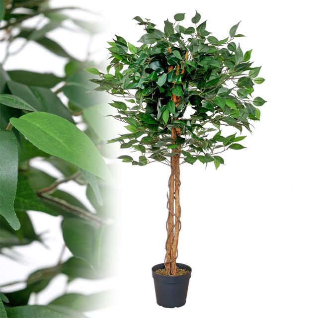 Ficus Benjamin grün 1,20 m