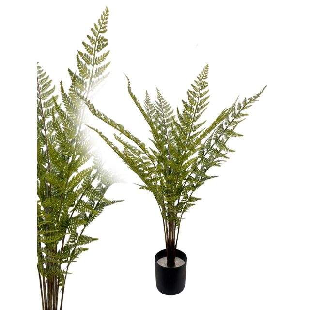 Schwertfarn Bostonfarn 85 cm