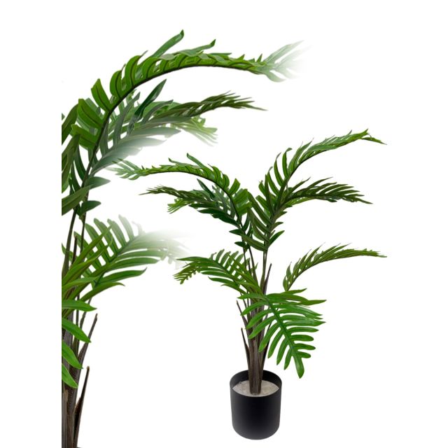 Phönixpalme 80 cm