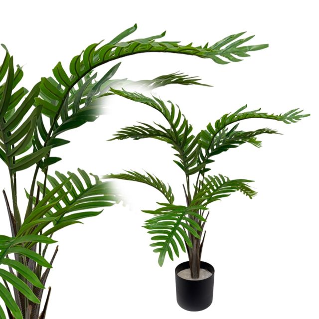Phönixpalme 80 cm