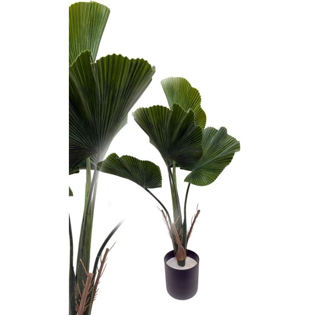 Fächerpalme 70 cm