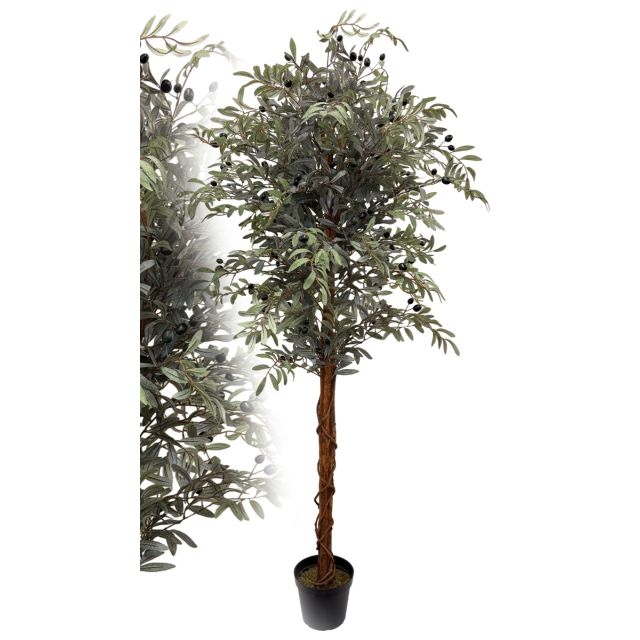 Olivenbaum 180 cm