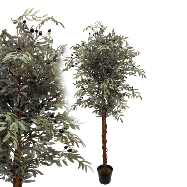 Olivenbaum 180 cm