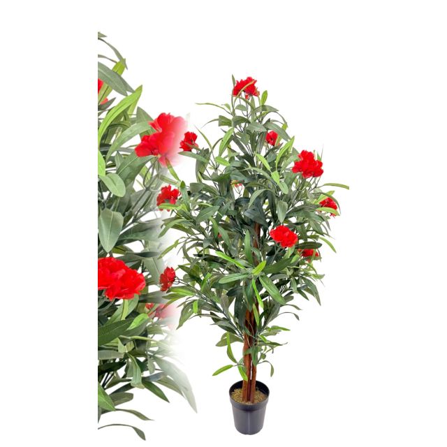 Oleander rot 120 cm