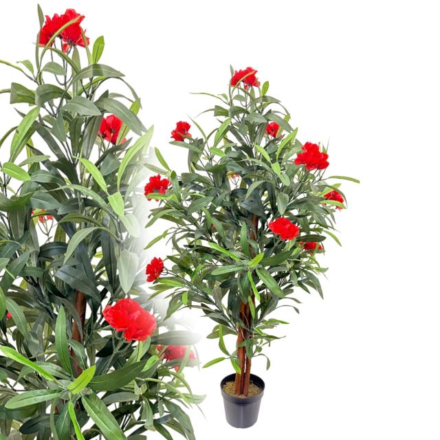Oleander rot 120 cm