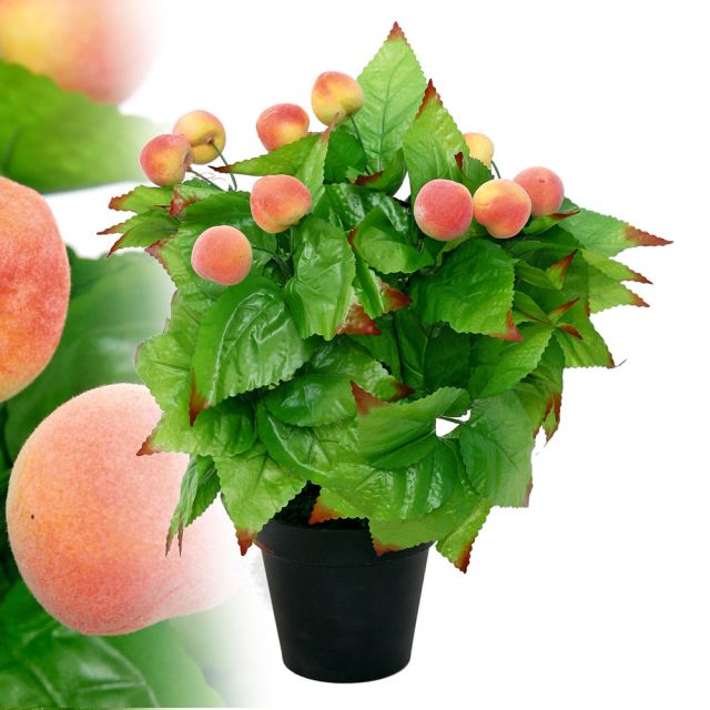 Bonsai Pfirsichbaum 40 cm