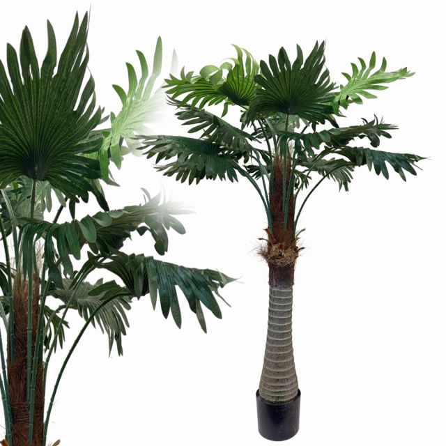 Fächerpalme Königspalme 135 cm