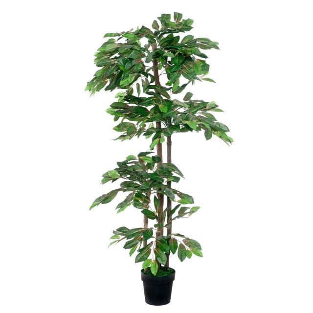 tropischer Mangobaum 1,70 m