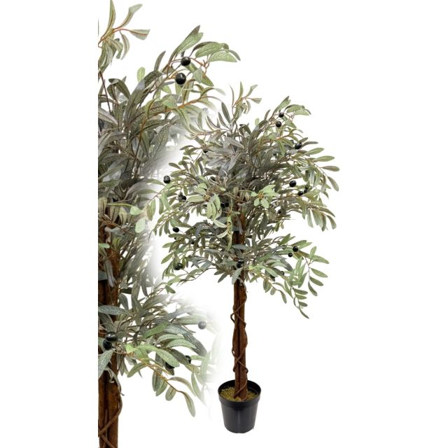 Olivenbaum 120 cm