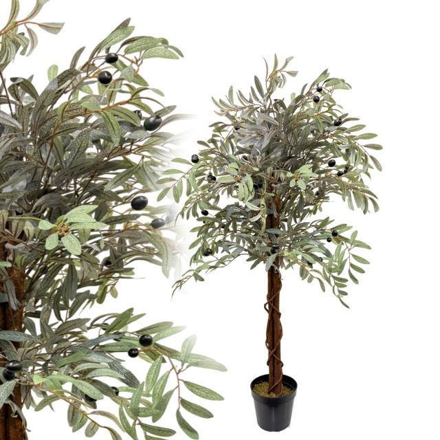 Olivenbaum 120 cm