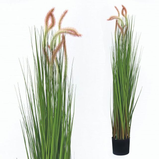 Japanisches Wiesengras 120 cm