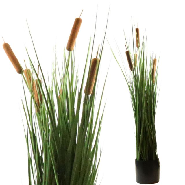 Schilfgras mit Rohrkolben 85 cm