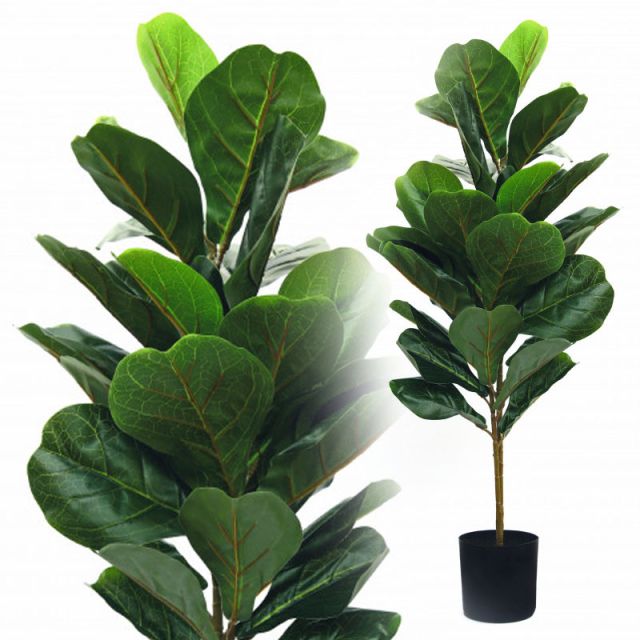 Ficus Geigenfeige 95 cm