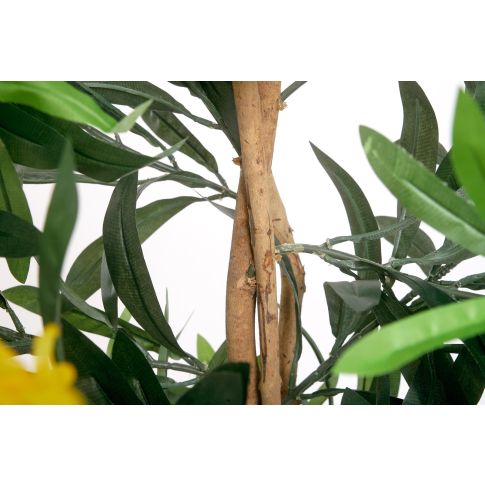 Oleander gelb 120 cm | McPalms.de