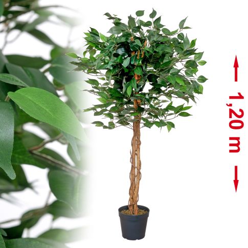 ginseng zimmerpflanze Ficus microcarpa 'Ginseng' Bonsai kaufen